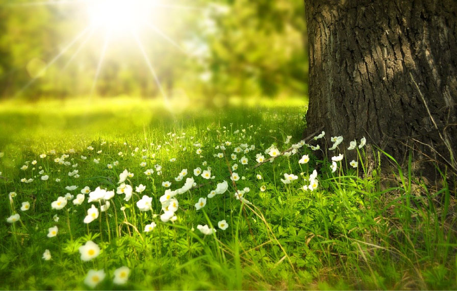 Healthy Tree with spring flowers